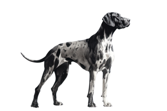 Elegant Dog Pose: A majestic dog stands tall, captured in a classic pose, highlighting its striking appearance and grace. 