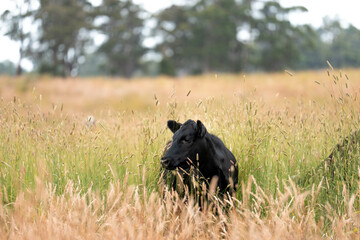 herd of angus cows in tall grass grazing at dusk in an australia. free range grass fed beef cattle