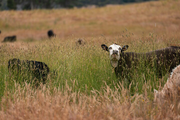 herd of angus cows in tall grass grazing at dusk in an australia. free range grass fed beef cattle