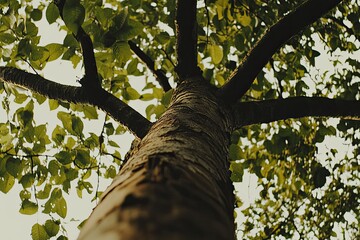Fototapeta premium Lush Tree Canopy Viewed From Below