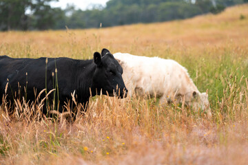 tall grass with seed heads with a herd of angus and murray grey cows, steers and bulls grazing on...