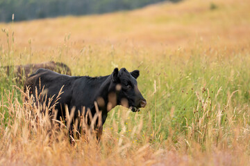Fototapeta premium herd of regenerative agriculture free range beef cattle sustainable black stud wagyu cows in a field of tall long grass on an agricultural farm in outback australia. innovation in climate change