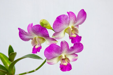 Graceful purple orchids in full bloom with soft pastel hues. Stunning orchids displaying a vibrant mixture of purple and white colors