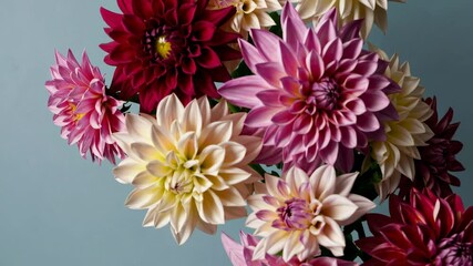 Vibrant dahlia bouquet in bloom with graceful rotating motion against blue background - Powered by Adobe