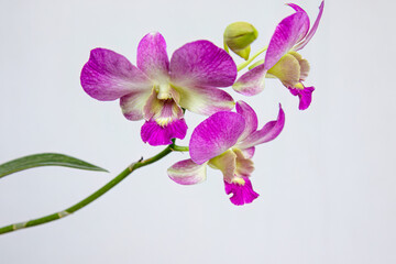 Exotic purple orchids blooming in full glory with fine petal details. Purple orchids in bloom, showcasing delicate and vibrant colors