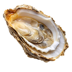 Naklejka premium Fresh Oyster HighResolution Image of a Single Raw Oyster in Shell on Transparent background