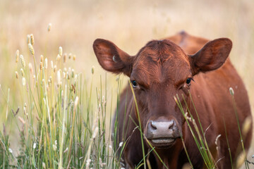 tall grass with seed heads with a herd of angus and murray grey cows, steers and bulls grazing on...