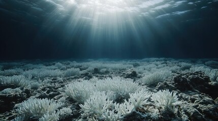 Obraz premium Underwater scene of bleached coral reefs illuminated by sunlight.