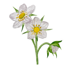 Strawberries watercolor clipart. Strawberry isolated, red berry and leaves on white background. Hand painted realistic illustration for tea, jam or natural cosmetics label