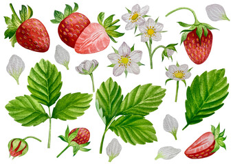 Strawberries watercolor clipart. Strawberry isolated, red berry and leaves on white background. Hand painted realistic illustration for tea, jam or natural cosmetics label