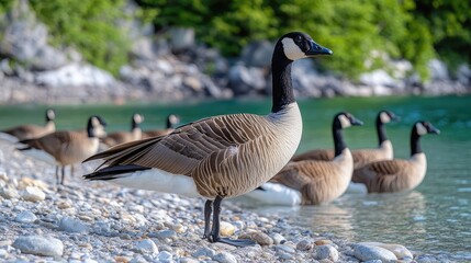 Fototapeta premium Canada Goose Lakeside Flock, Rocky Shore, Summer