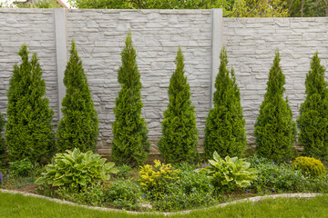 Decorative Concrete Fence Panels with a green thujas in the spring