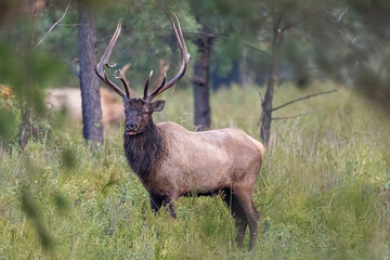 Bull Elk