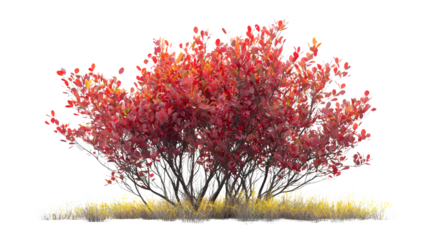 Isolated Cotinus Coggygria Bush Isolated on Transparent Background - Professional Stock Photo