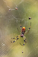 Golden Silk Spider Merritt Island National Wildlife Refuge Florida