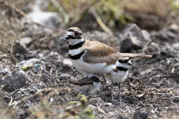 Killdeer near Holey Land WMA south Florida
