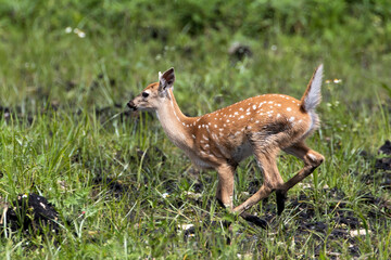 White-tailed Deer near Holey Land WMA in south Florida