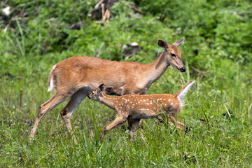 White-tailed Deer near Holey Land WMA in south Florida