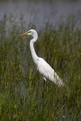 Obraz premium Great Egret near Holey Land WMA in south Florida