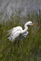 Great Egret near Holey Land WMA in south Florida