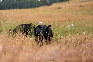 tall grass with seed heads with a herd of angus and murray grey cows, steers and bulls grazing on th e pasture and resting under a tree on a beautiful sustainable agriculture farm in summer