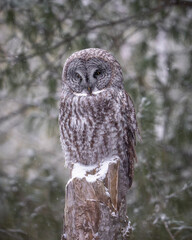 Great Gray Owl Roosting