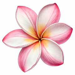 Pink Plumeria Flower: High-Resolution Image, Tropical Bloom, Close-up Photography
