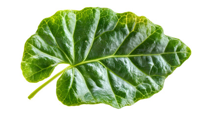 Fresh Green Leaf Sprout Isolated on Transparent Background for Ecology Concepts