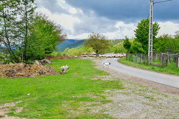 rural landscape with road