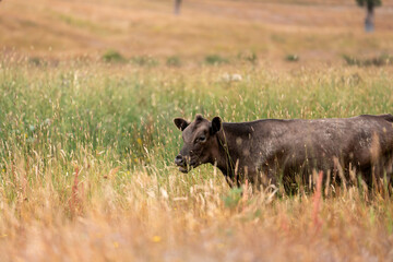 herd of angus cows in tall grass grazing at dusk in an australia. free range grass fed beef cattle