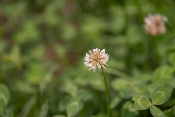 dandelion in the grass