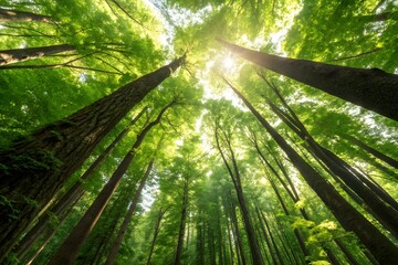 sunshine in jungle forest with tall trees vertical view