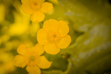 Gros plan sur une fleur de renoncule (bouton d'or)