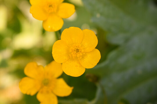 Gros plan sur une fleur de renoncule (bouton d'or)