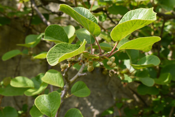 Feuilles d'arbuste grimpant (Kiwi)
