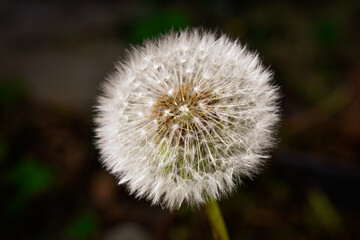 Obraz premium Graines de pissenlit - Fruit de Taraxacum officinale