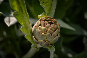 Obraz premium Artichaut - Artichoke - Cynara Scolymus 