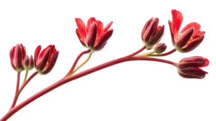 Vibrant Kangaroo Paw Flower Isolated on Transparent Background - Isolated Blossom for Design Projects