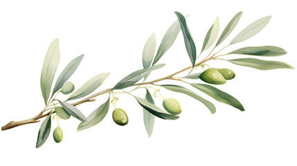 Hand-drawn Olive Tree Branch on White Background for Natural, Organic, or Botanical Design Projects