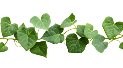 Professional Kudzu Isolated on Transparent Background for Stunning Designs