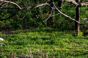 spring in the forest