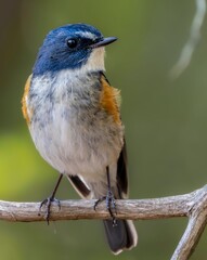 森の中で周りを見渡しているルリビタキの雄の繊細で美しい羽毛の様子のクローズアップ