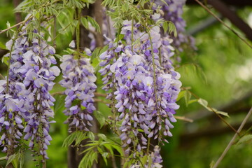 lilac flowers in the garden