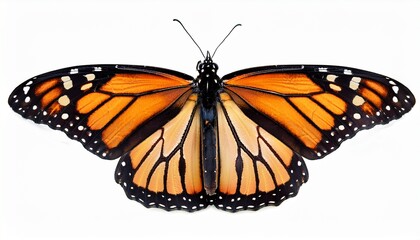 Fototapeta premium beautiful monarch butterfly isolated on white background