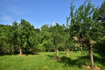 apple tree in the garden