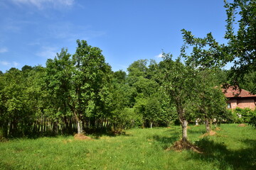 landscape with trees