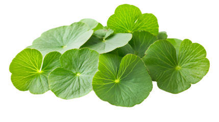 Fresh Gotu Kola Centella Leaves Isolated on Transparent Background for Botanical Designs