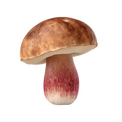 A single, freshly picked boletus edulis mushroom with its smooth brown cap and reddish-tinged stalk is displayed against a plain white background showing details.