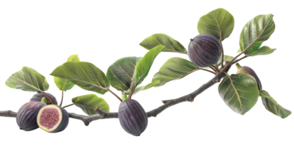 Fig branch with ripe fruit and green leaf isolated on transparency background in natural light