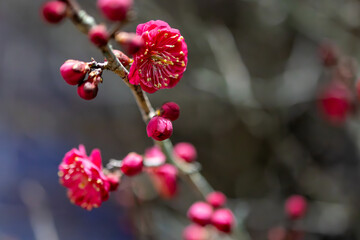 plum blossoms